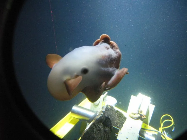 Poulpe dumbo dans les abysses