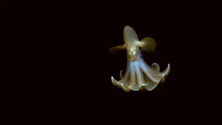 Poulpe dumbo nageant dans les abysses