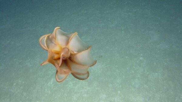 Image poulpe dumbo angles nageoires dans les abysses