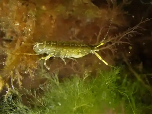 Alimentation poulpe dumbo amphipodes abyssales 