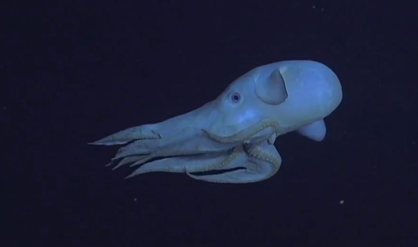 Pieuvre Dumbo observée en plongée scientifique dans les abysses
