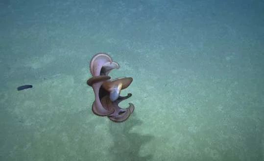 Poulpe Dumbo chasse en profondeur grâce à ses bras et membrane interbrachiale