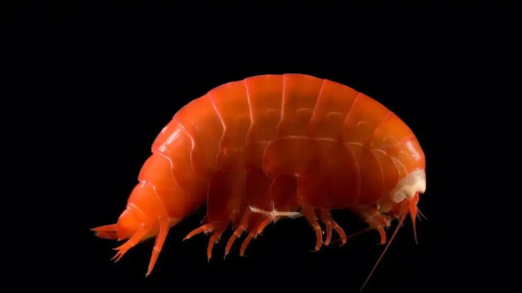 Poulpe Dumbo alimentation capturant crustacés et amphipodes dans les abysses