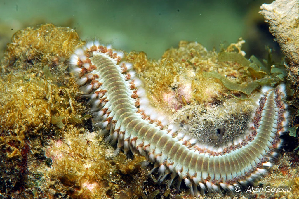 Poulpe Dumbo alimentation (crustacés et amphipodes dans les abysses)