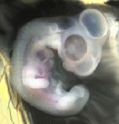 Nouveau-né poulpe Dumbo (Grimpoteuthis) dans un récipient en verre lors d'une observation scientifique